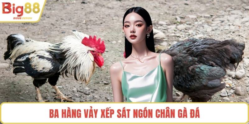 Ba hàng vảy xếp sát ngón chân gà đá