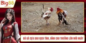 Đá Gà Cựa Dao Kịch Tính, Đỉnh Cao Thưởng Lớn Mỗi Ngày