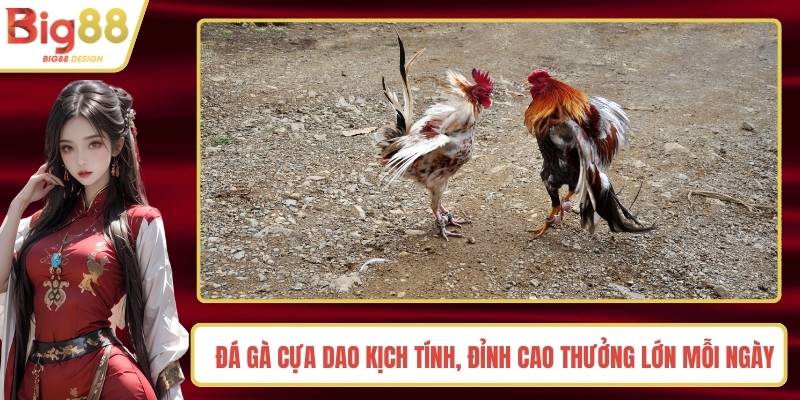 Đá Gà Cựa Dao Kịch Tính, Đỉnh Cao Thưởng Lớn Mỗi Ngày