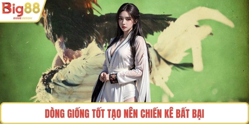 Dòng giống tốt tạo nên chiến kê bất bại