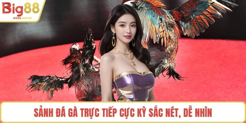 Sảnh đá gà trực tiếp cực kỳ sắc nét, dễ nhìn