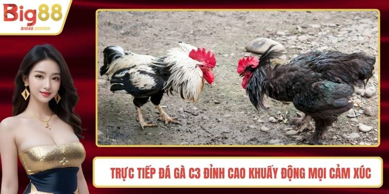 Trực Tiếp Đá Gà C3 Đỉnh Cao Khuấy Động Mọi Cảm Xúc