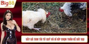 Vảy Gà Tam Tài Tứ Quý Và Bí Kíp Chọn Thần Kê Bất Bại