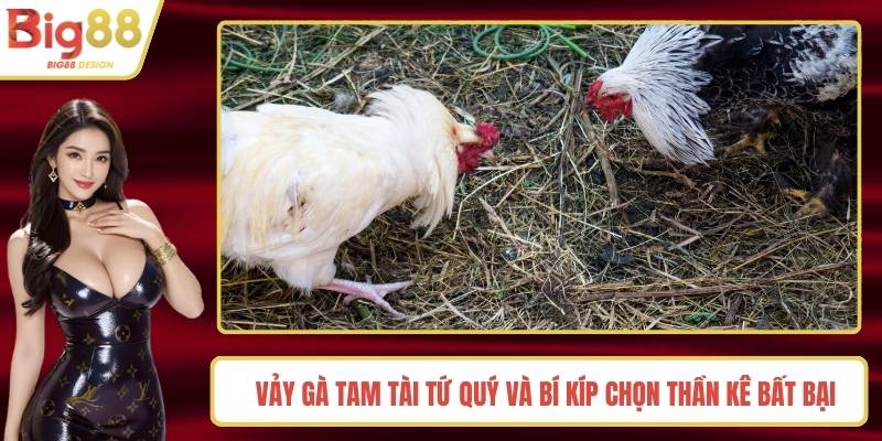 Vảy Gà Tam Tài Tứ Quý Và Bí Kíp Chọn Thần Kê Bất Bại