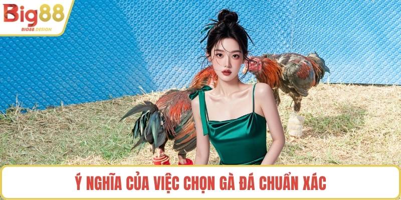 Ý nghĩa của việc chọn gà đá chuẩn xác